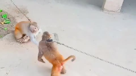 Monkey vs monkey fight in baby of dogs
