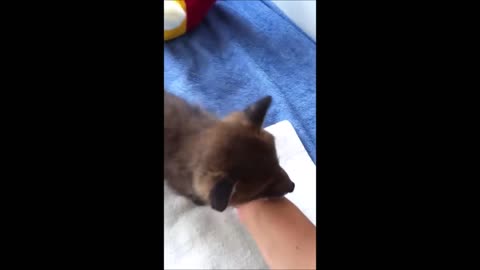 Adorable Baby Fox Pups Playing - CUTEST