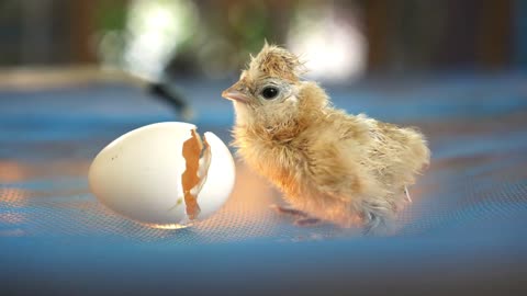 New Born hatching Chicken With Egg Shell New Life Concept