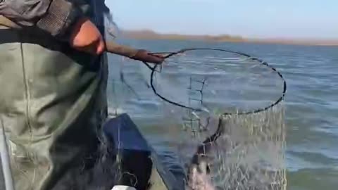 Best fishing big fish video #short #Trap fishing
