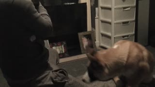 Cat Freaks Out at Sight of Dog