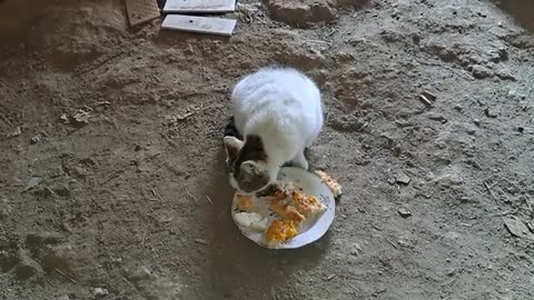 I gave food to a cute pregnant cat.
