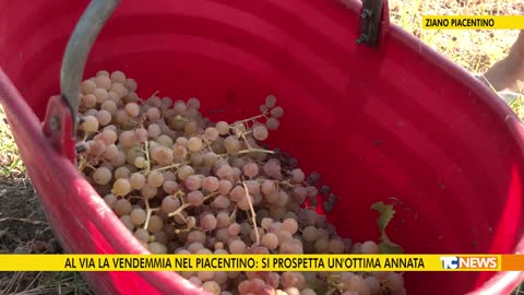 Al via la vendemmia nel piacentino: si prospetta un'ottima annata