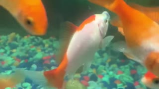Goldfish Rescued from Swallowed Substrate
