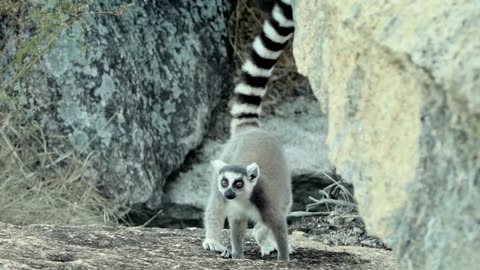 The Lemur Power Animal
