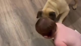 Who will have more fun, the baby or the dog?