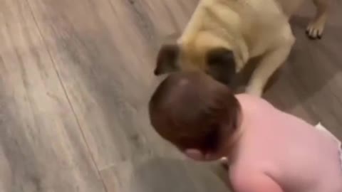 Who will have more fun, the baby or the dog?