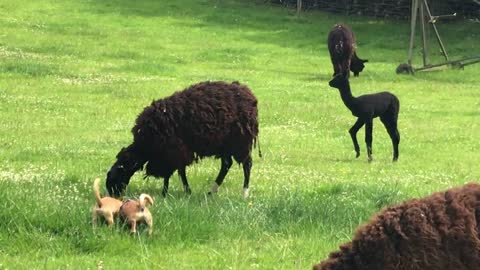 Alpaca and when he meets sheep for first time