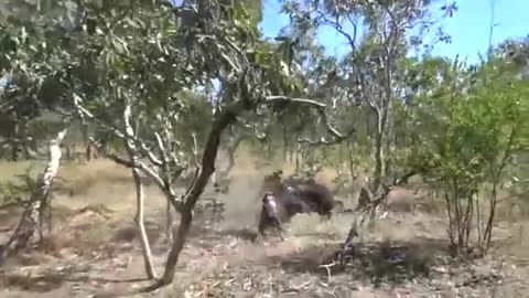 Hunting Wild trophy boars Australia Pig Dogs fight tusks tonner_Cut.mp4