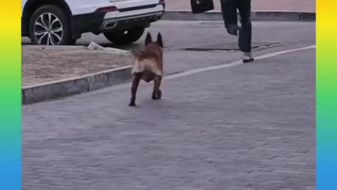 Smart Dog Save Girl from thief