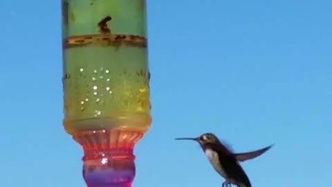 Trusting hummingbird