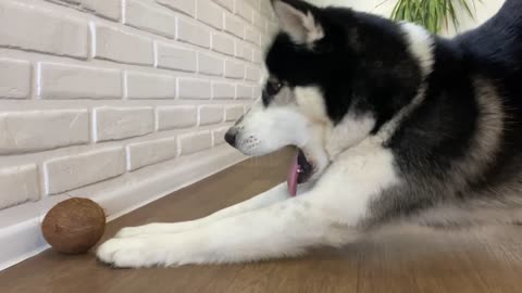 Siberian Husky Sam sees a coconut for the first time