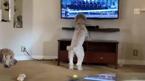 Doggy Jumps for Joy While Watching Horse Race ViralHog