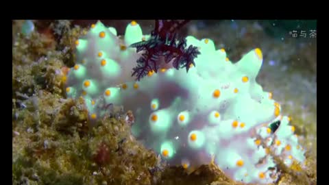 Color changing sea animals