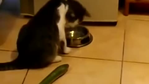 Cutest cat sacred by cucumber