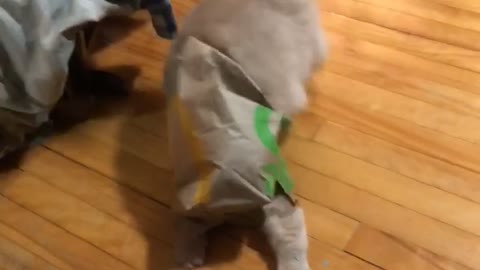 Cat Runs and Rips Through Fast Food Bag