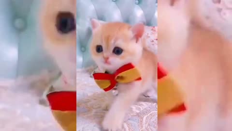 Cute & Funny Animals Videos 🐕‍🦺 Pets, Dogs & 🐱 Cats Compilation 2022