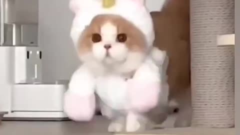 Cute Cat Funny!