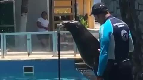 seal singing