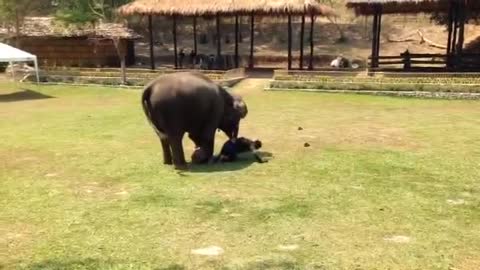 Elephant Sees Her Caregiver Being 'Attacked', Rushes To The Rescue