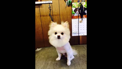 All Breed Grooming by Nancy - (803) 291-9141