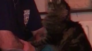 Grey cat gives old man kiss