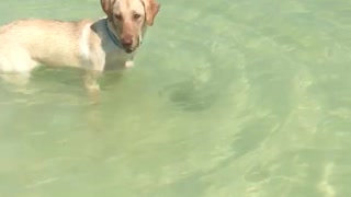 Extremely talented doggy catches her first fish