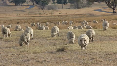 Sheep Farming Agriculture Rural Landscape Australia