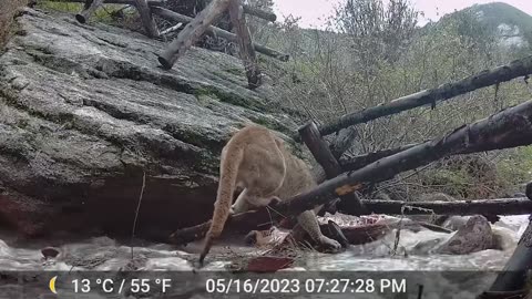 Mountain Lion Attacks An Elk