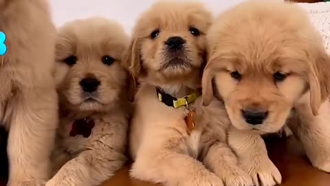 Puppy Cuteness Overload: You Can't Resist These Puppies!