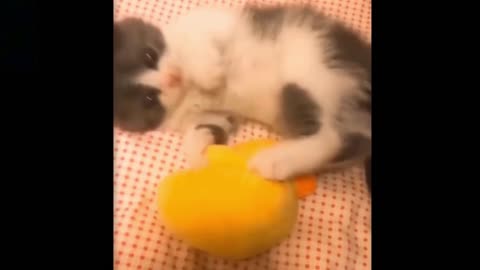 Cute baby cat playing with a doll