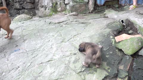 Mother Dog Barking To Stranger Protecting and Breastfeeding Her Cute Puppy | Viral Dog