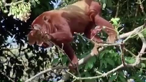 Red Howler Monkeys
