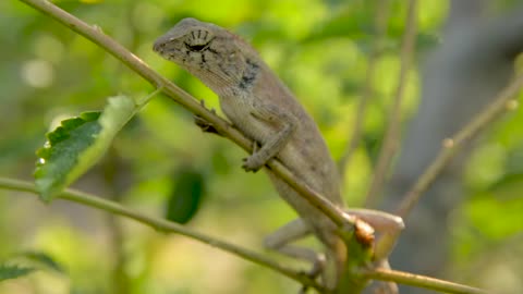 Wild Animal Lizard Nature Free Stock Footage