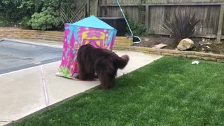 Little girl and Newfoundland play in toy castle