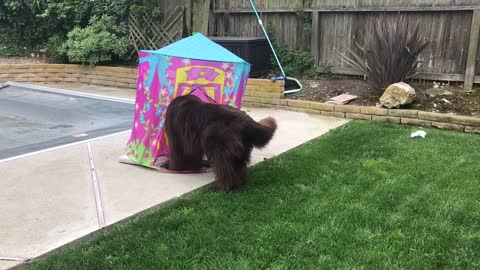 Little girl and Newfoundland play in toy castle