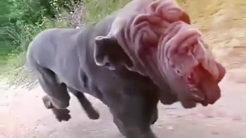 Doggy running || Funny Moment Doggy || Dog running