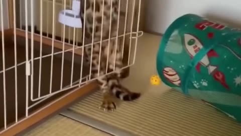 Viral Funniest Animal video