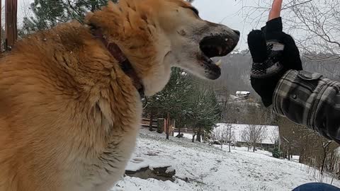 Dog biting during the training session