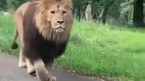 Such a big lion|beautiful music
