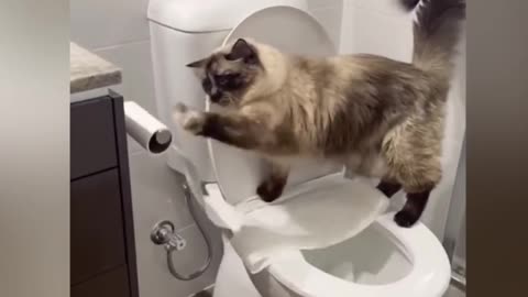 So Cute Funny Cats Videos 😍😍