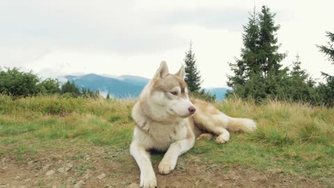 Husky in Mountain