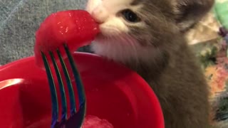 Kitten Munches on a Watermelon