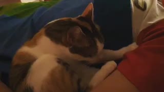 cat massage🥰