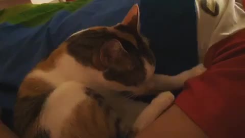 cat massage🥰