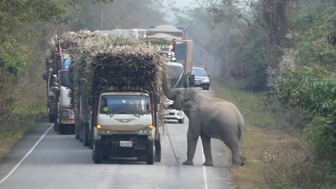 Wild elephant blocks vehicles to steal (sugar cane)