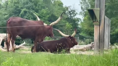 Toronto zoo long horns ?