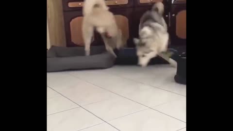 Funny Husky puppies running in house