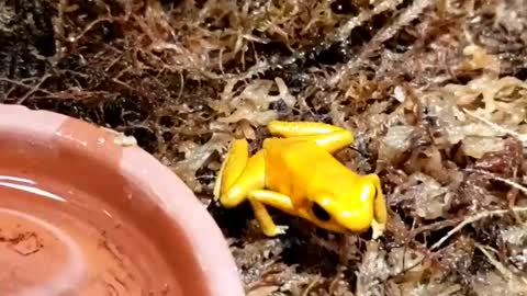 Golden Poison Frog aka Phyllobates terribilis