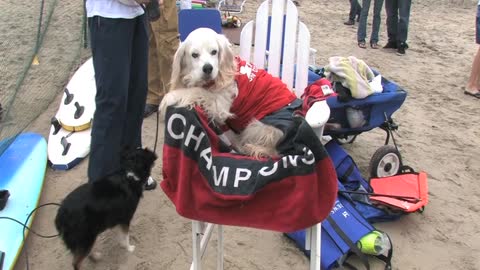 FUN! Surfing DOGS Coronado California Imperial Beach Champion Surf Dog!